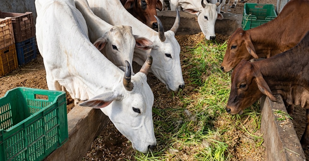 Feeding fresh Nutri Ankurit Feed to Cows
