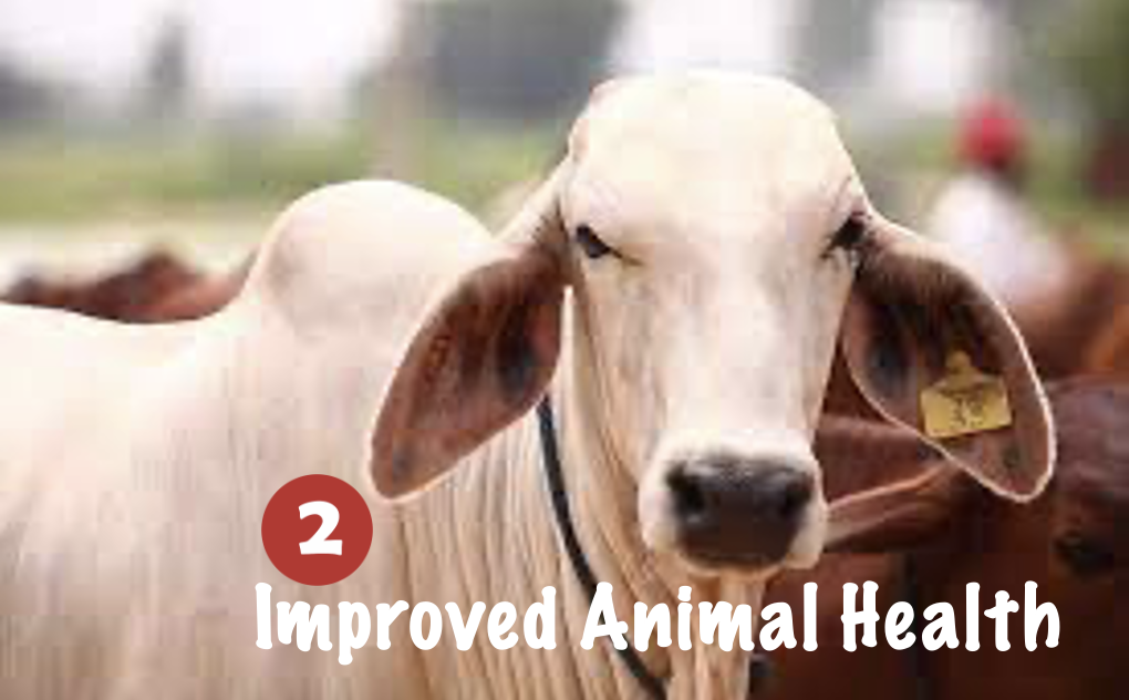 livestock health hydroponic fodder