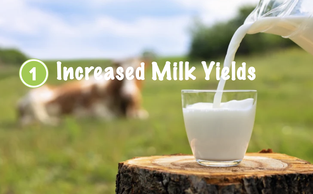 Increased_milk_hydroponic_fodder_shunya