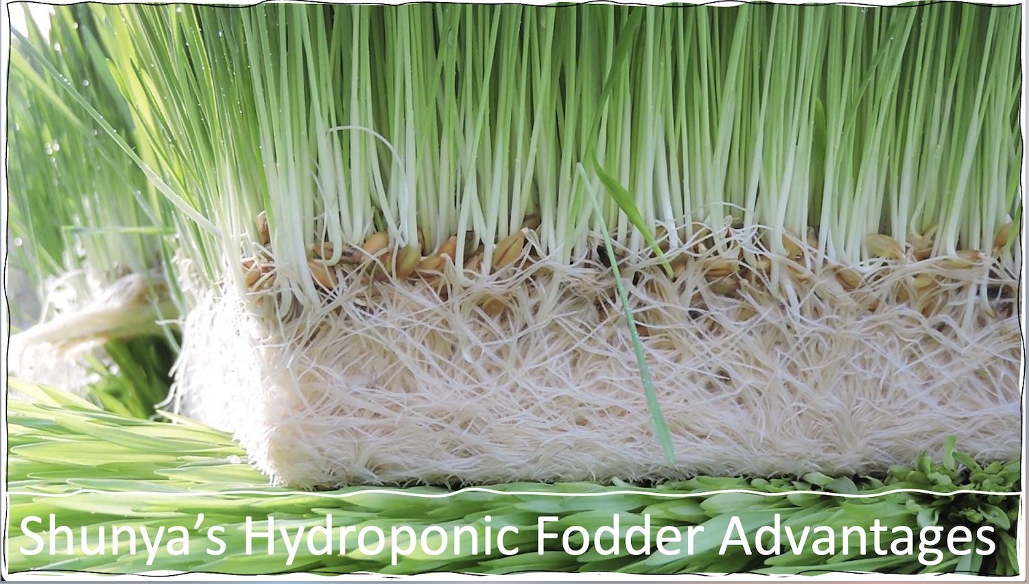 hydroponic-fodder-advantages-shunya