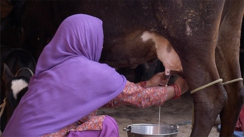 women in dairy industry