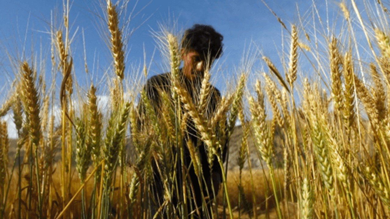 Small Landholder farmer