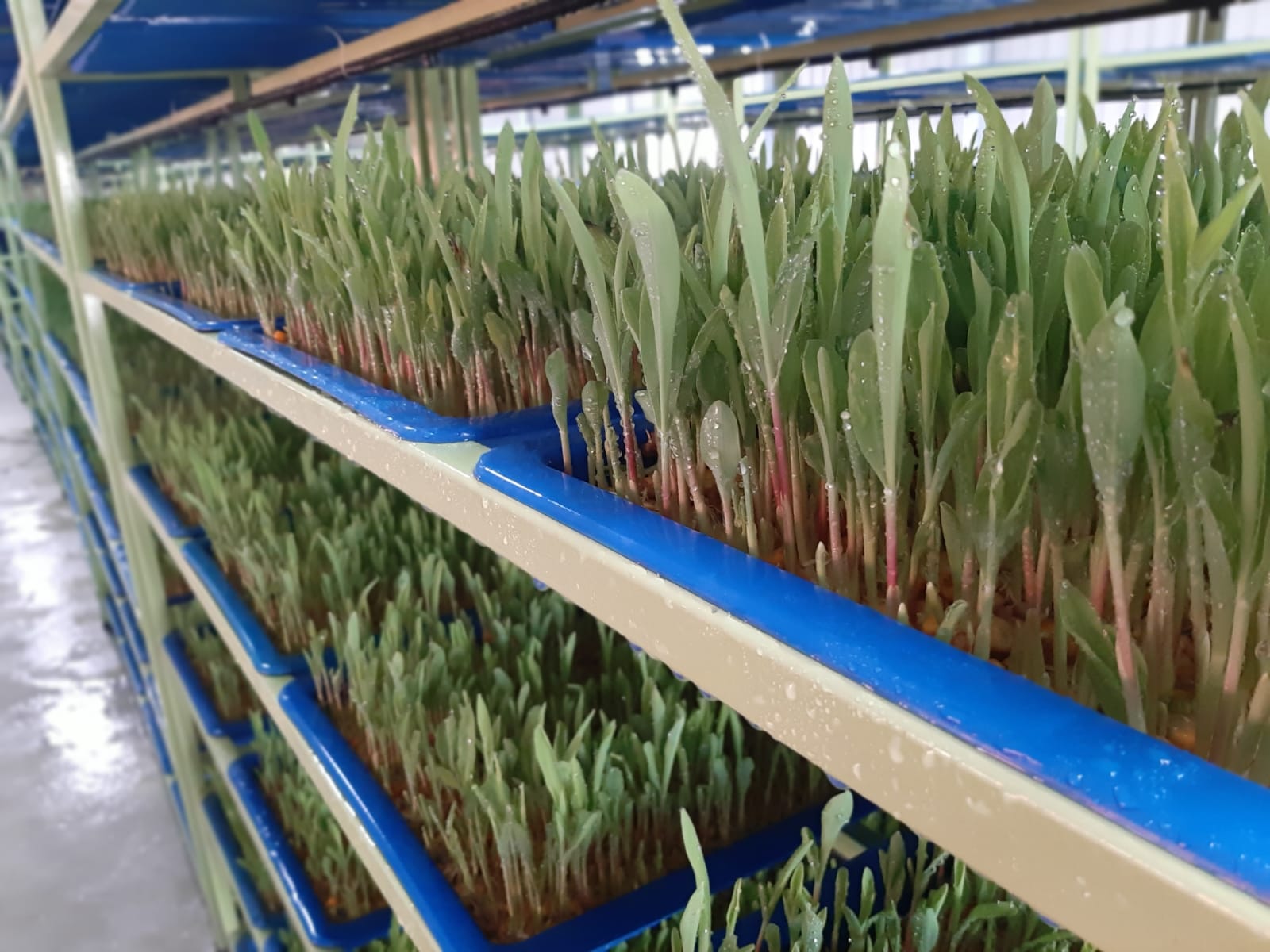 Shunya hydroponic fodder