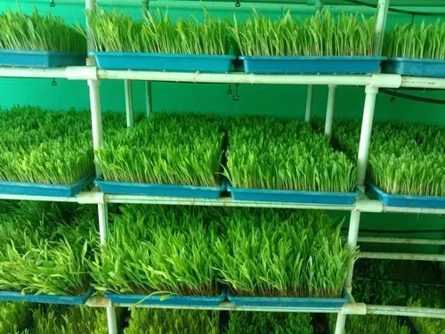 green fodder