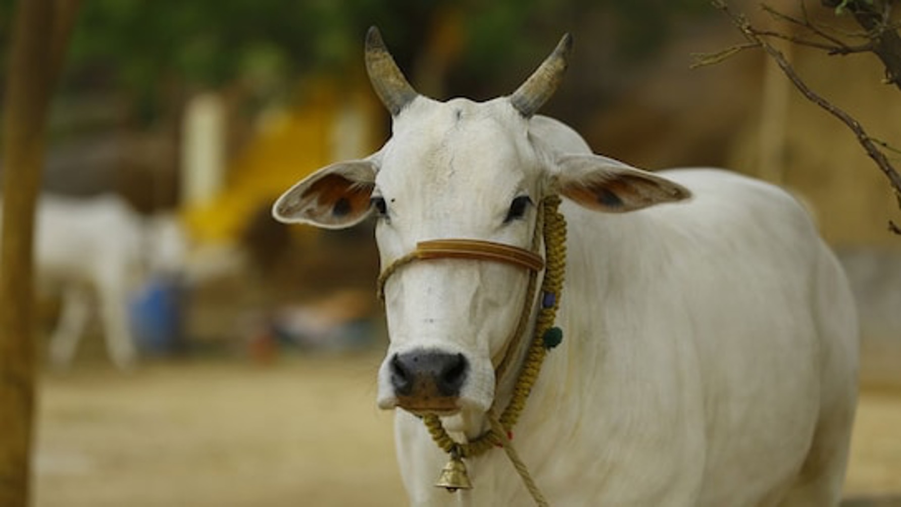 Holy Cow: Economics Of Desi Breed & Perspective on Productivity