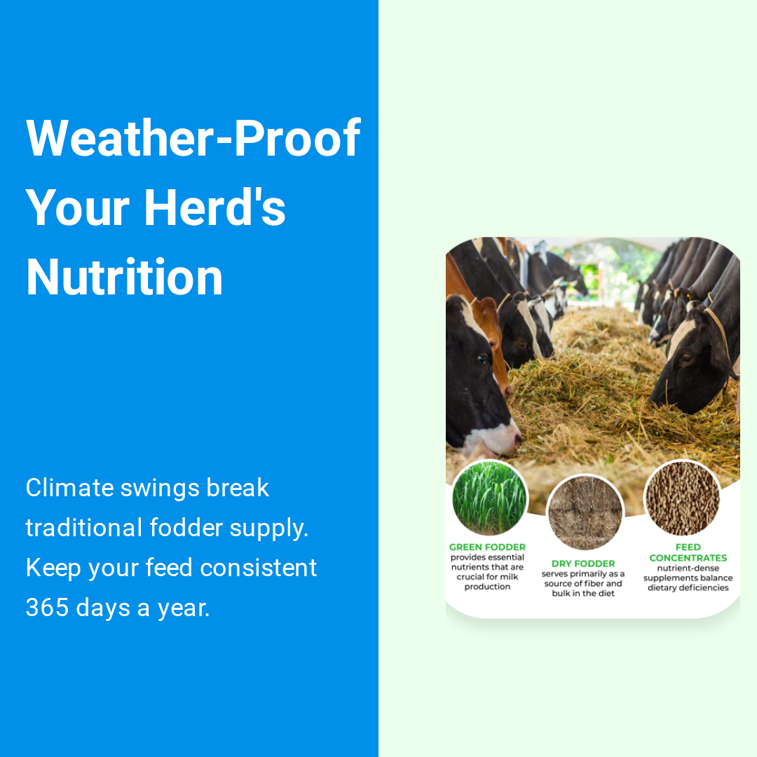 How Climate Volatility First Breaks Fodder Consistency