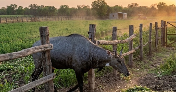 Stray cattle on road