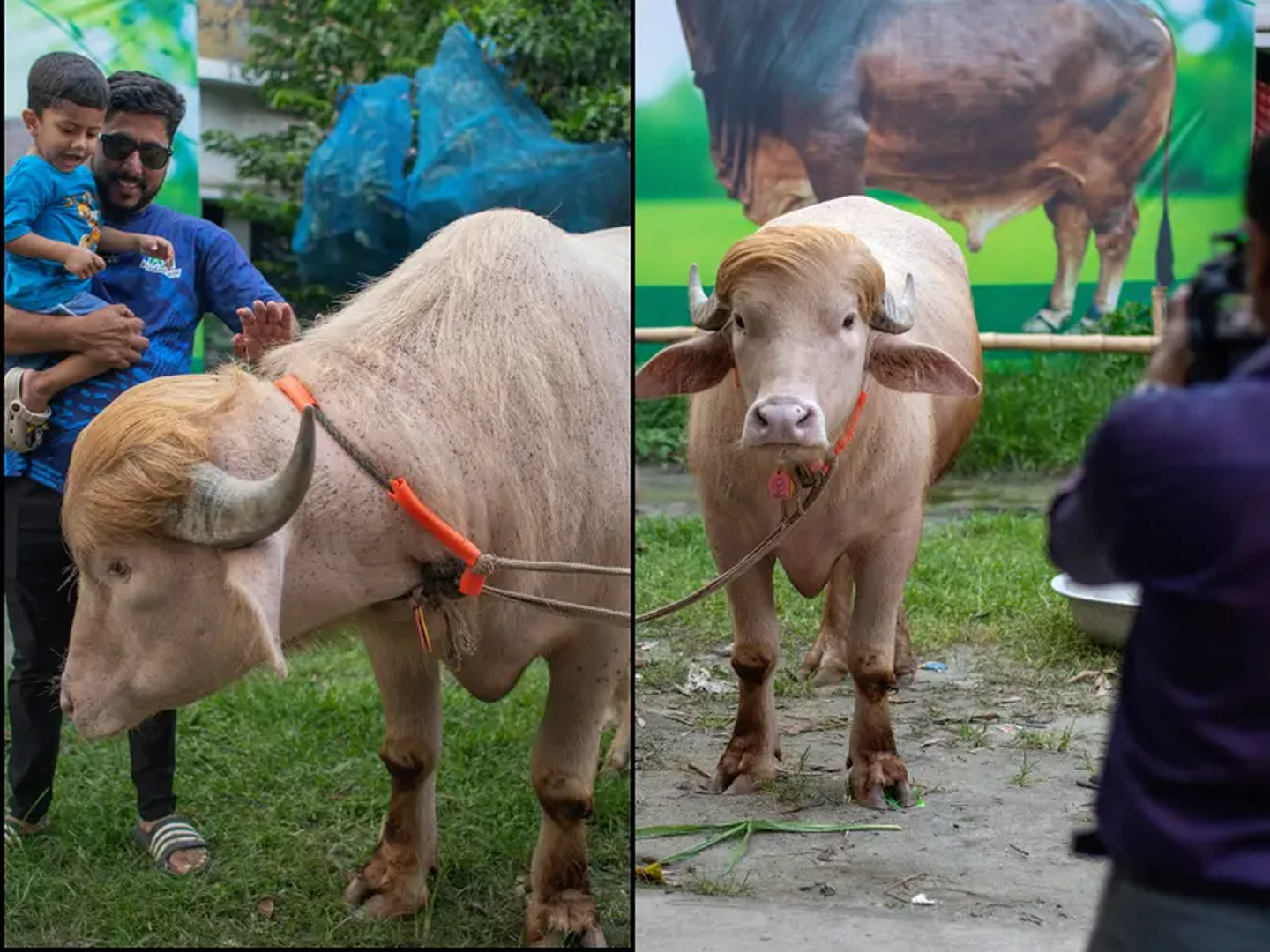 Viral Trump Buffalo