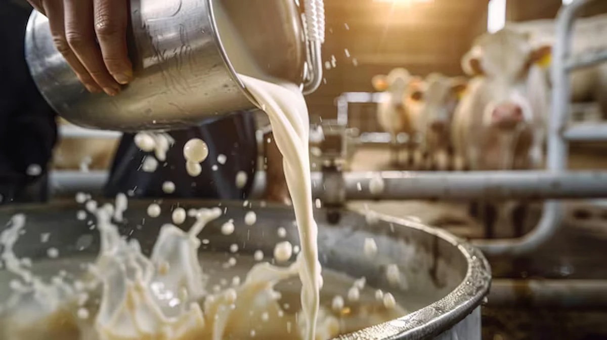 Aflatoxins in Milk: An Emerging Food Safety Challenge for India’s Dairy Sector