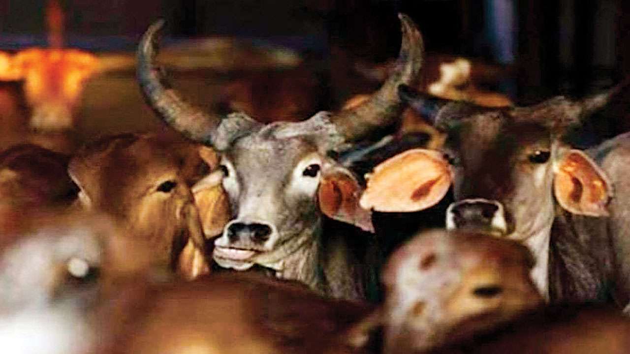Livestock Nutrition: The Largest Climate Adaptation Opportunity Nobody Is Talking About