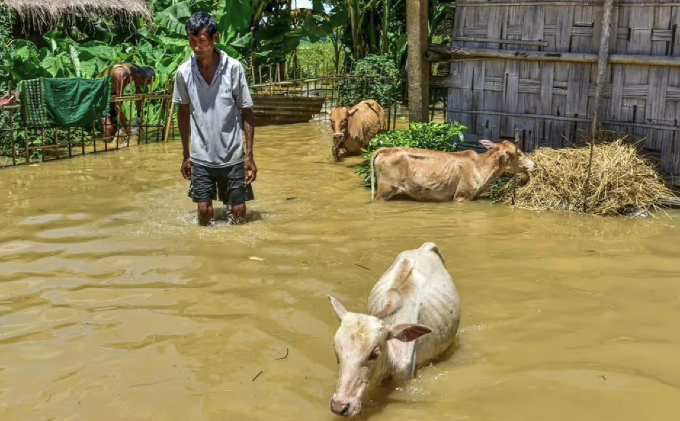 Floods and The Dairy Economy