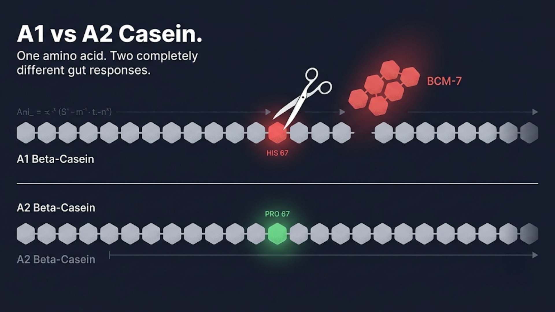 What is A2 Casein?