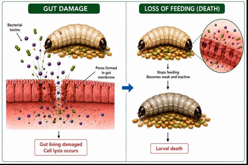 GreenLarvex: Protecting the Crop Before It Becomes Feed